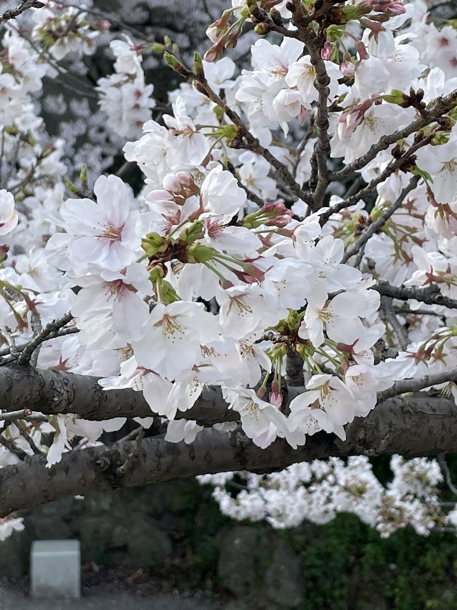 nandamon's tweet photo. ちょうど満開で見頃なんだけどなぁ…
あぁ〜休みたい…
#桜
#花見
#春 https://t.co/uqQjlerXTW