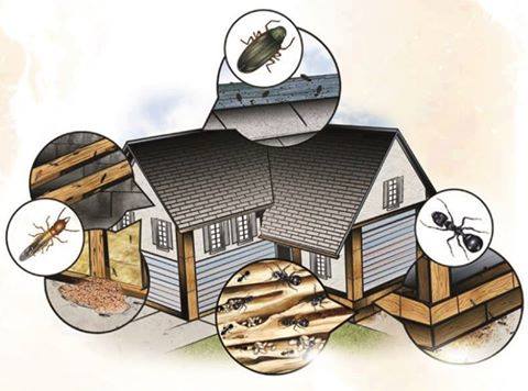 XT_2000's tweet photo. Did you know that, besides termites, XT-2000 Orange Oil Plus also works on wood-boring beetles & carpenter ants? Now you have more reasons to choose XT-2000 Orange Oil Plus for your pest control needs!
#XT2000 #OrangeOil #PestControl #Termites #WoodBoringBeetles #CarpenterAnts https://t.co/eztnFsnB48