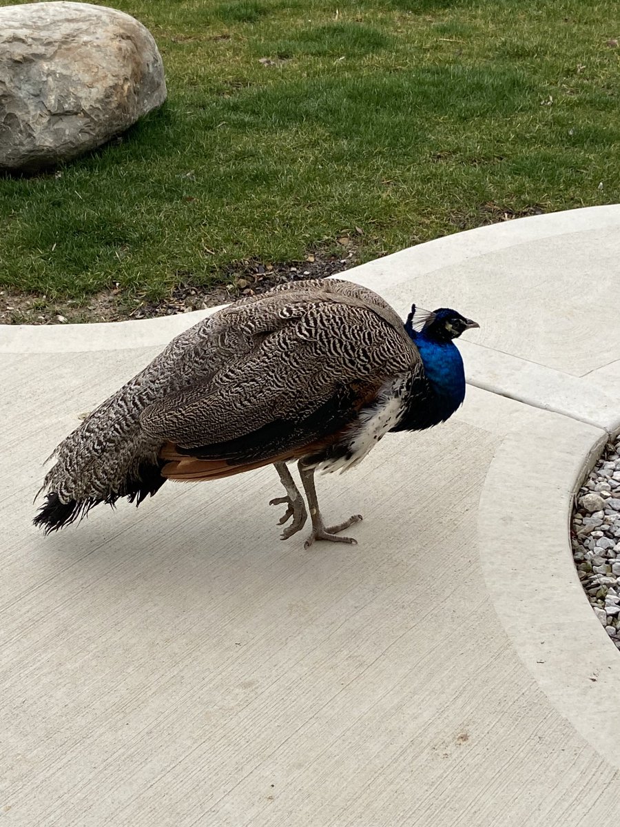 nanahknapp's tweet photo. We have a peacock in our driveway on Avon Belden Road in Grafton. If you know of anybody that is looking for it, please, DM me immediately. https://t.co/5fb7s91Ee1