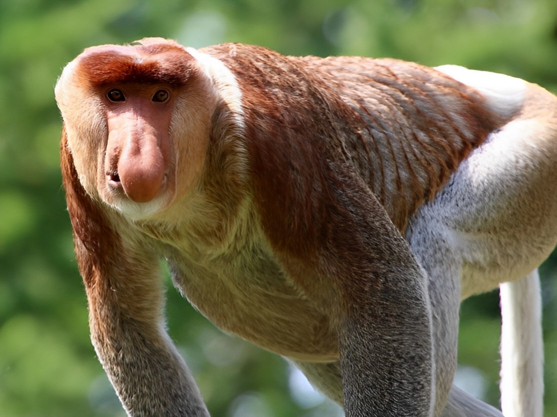 Ciencia UNAM on Twitter "ImagendelDía📸 El Mono narigudo es un