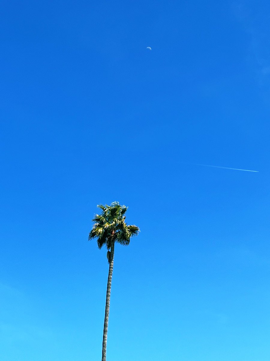 Moon. Plane. Tree. LA.