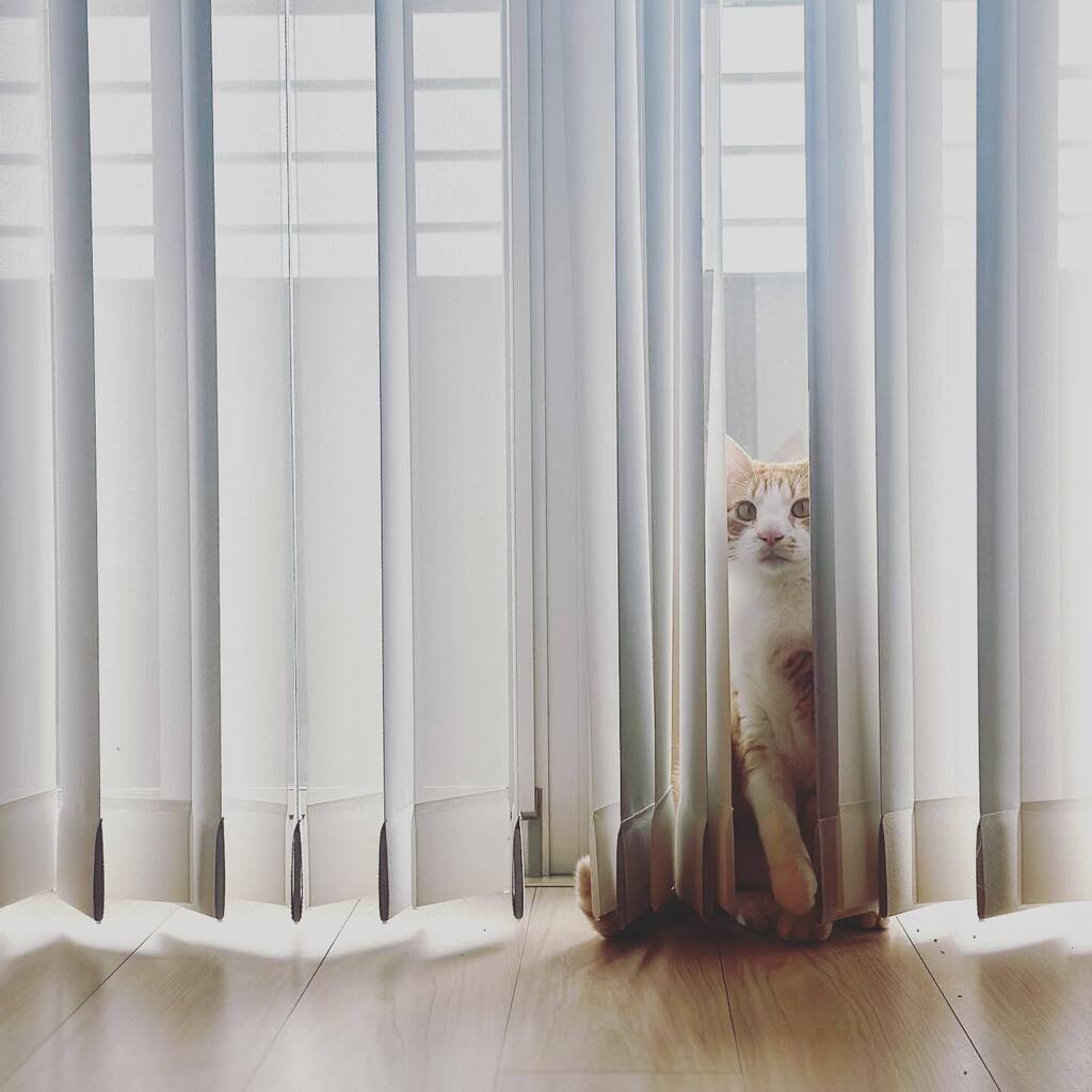 necotoart's tweet photo. #necotoart #cat #cats #catsofinstagram #tabby #lovecats #catlover #cutecat #meaw #mugi #kumo #katsudon #猫 #ねこ #にゃんこ #茶トラ #キジトラ #猫のいる暮らし #かわいい #ねこ部 #ねこのいる生活  #保護猫 #かつどん https://t.co/jOiAoBcQK9