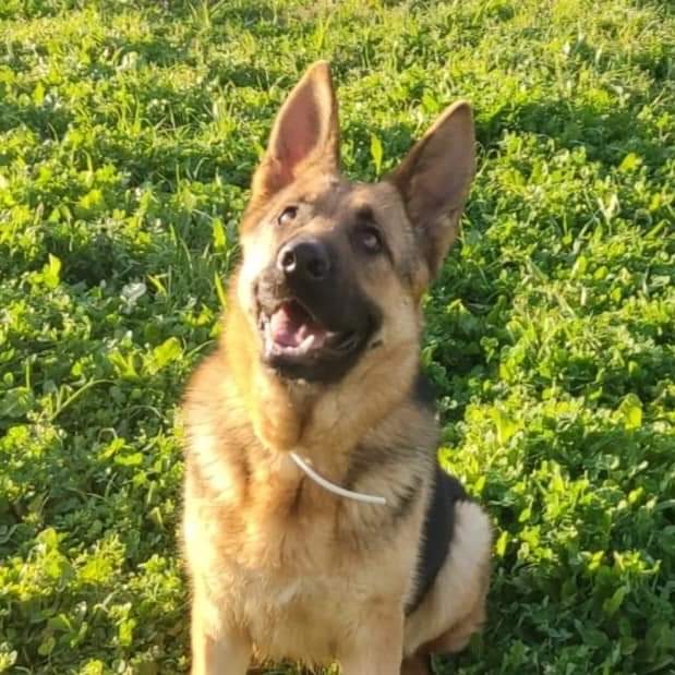 SilviaMylo's tweet photo. ABANDONADA EN LA PUERTA DEL REFUGIO SE ESTÁ AUTOLESIONANDO SU COLA Y HA TENIDO QUE SER LLEVADA A RESIDENCIA PARA QUE SEA TRATADA POR UN EDUCADOR CANINO
BELINDA, 2 AÑOS, CONVIVE PERFECTAMENTE CON PERROS 
se encuentra en Lucena (córdoba) 
 apama.lucena@gmail.com 
 691981313 https://t.co/oOtThGk1Vr