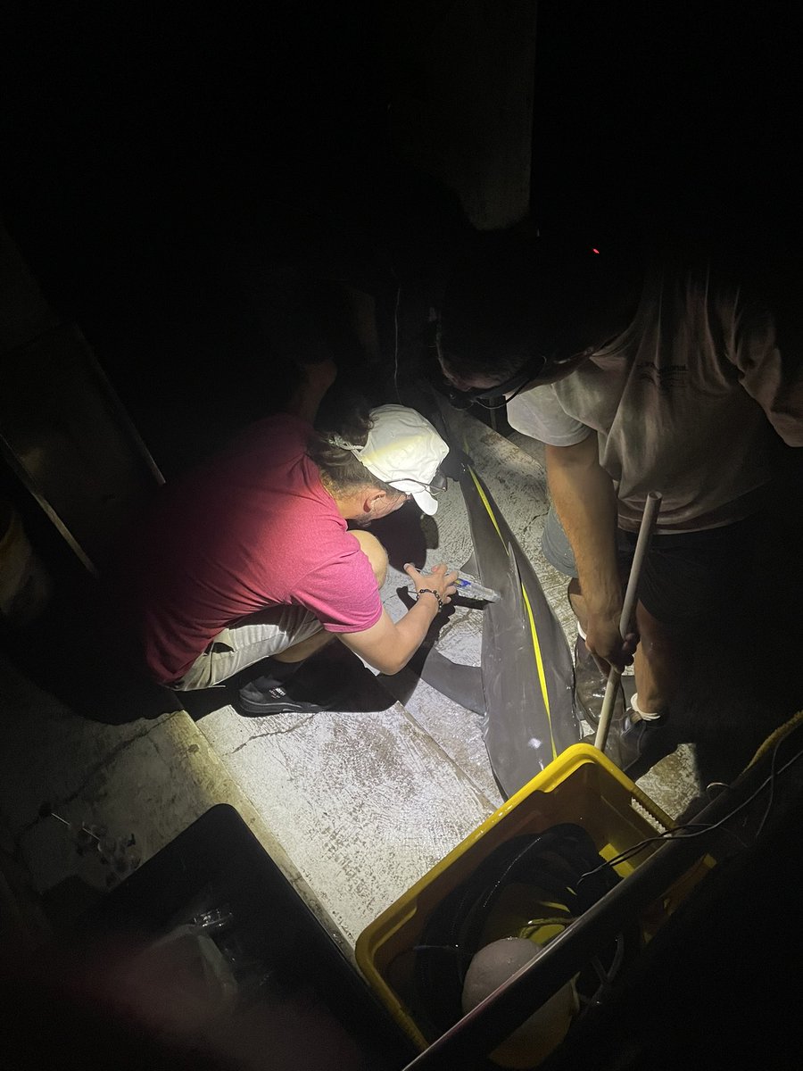 DinsdaleLab tweet media