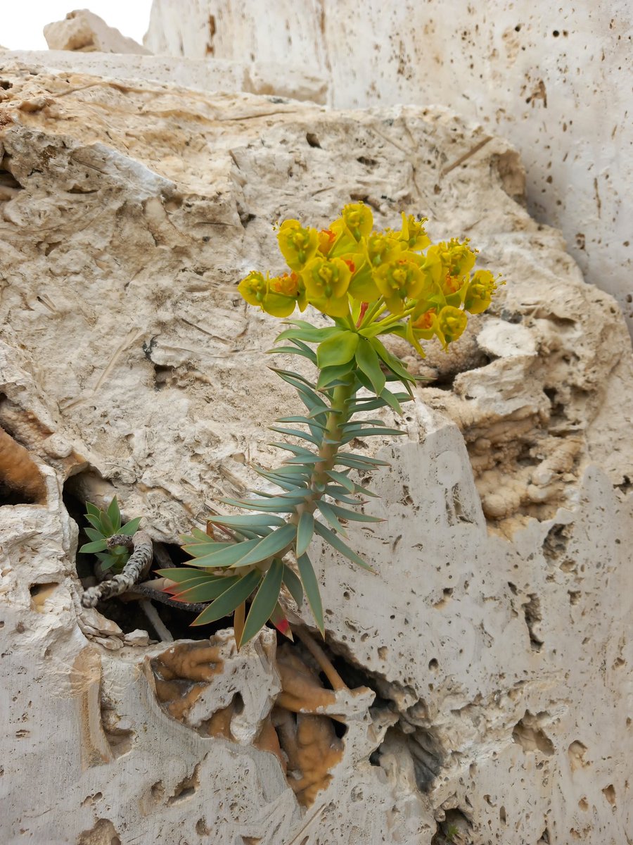 Günaydın dostlar,mutlu sabahlar..