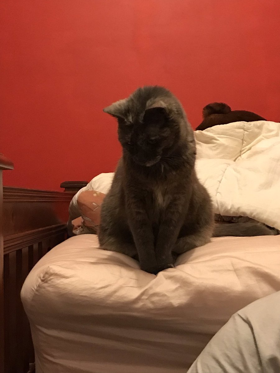 leafy_wild's tweet photo. Friends cat. Nickname is mouldy bread. #Cat #CatsOfTwitter #CatsAndSoup #CuteCats https://t.co/6kuGX6aWll