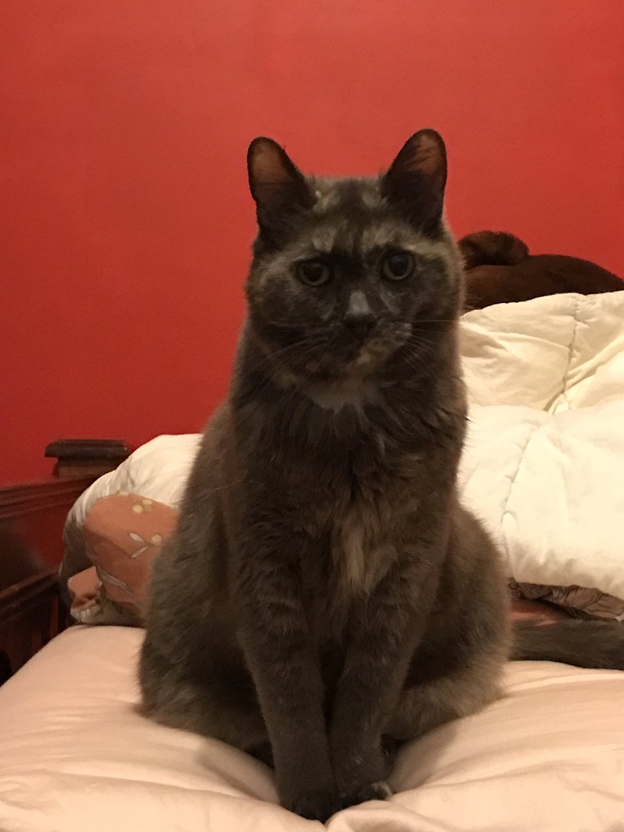 leafy_wild's tweet photo. Friends cat. Nickname is mouldy bread. #Cat #CatsOfTwitter #CatsAndSoup #CuteCats https://t.co/6kuGX6aWll