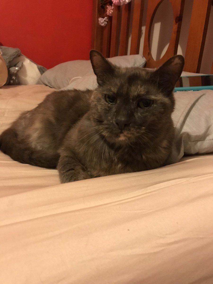 leafy_wild's tweet photo. Friends cat. Nickname is mouldy bread. #Cat #CatsOfTwitter #CatsAndSoup #CuteCats https://t.co/6kuGX6aWll