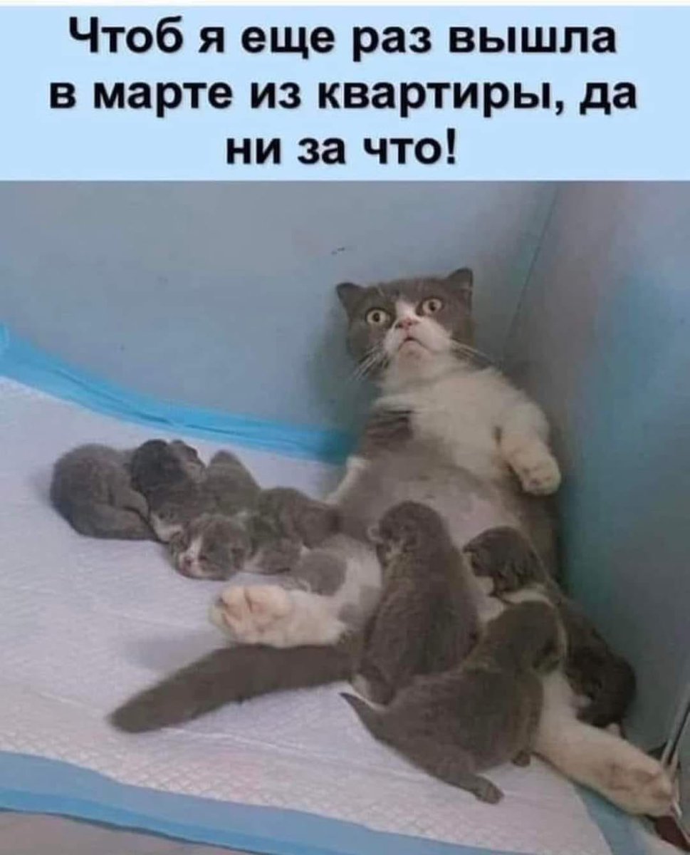 галина козловская tweet media