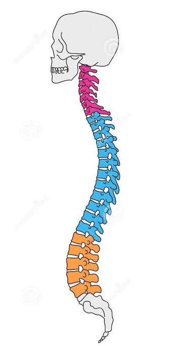 AnatomiaEl7499's tweet photo. ¿Cuántas vertebral cervicales tiene la columna vertebral? https://t.co/Ci1IangF61