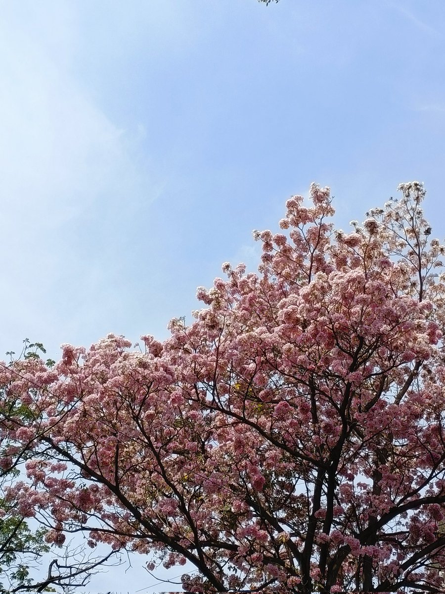 When you're in a running auto and it's sunny AF and you can't tell what your frame is getting but still want the tabebuia rosea pictures and then you see what you've captured and they are JOY! 🌸 #Bangalore
