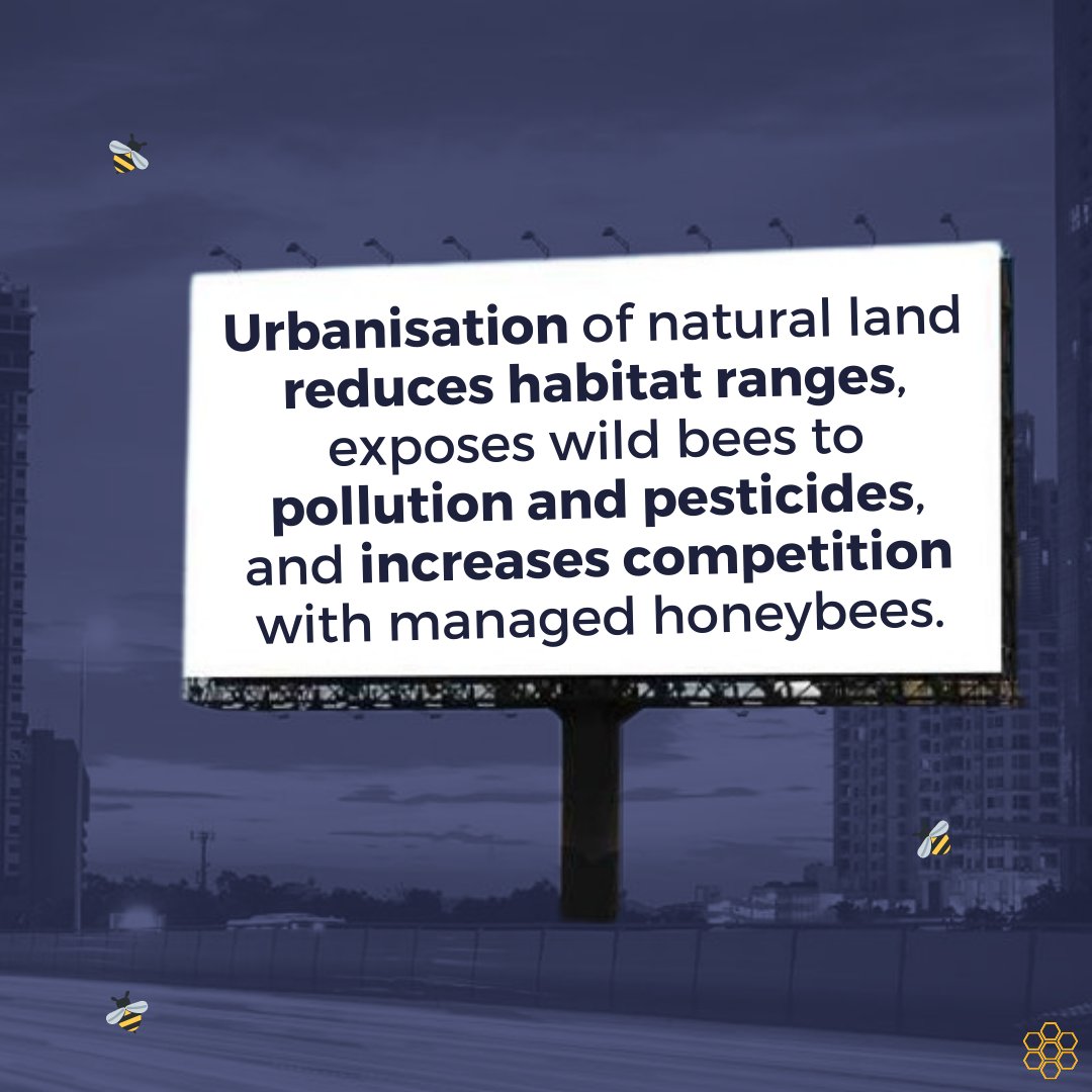 quinbeeproject's tweet photo. Urbanisation is behind the declining populations. As cities expand, they destroy natural habitats, leaving bees with fewer places to nest and forage, and exposes them to pesticides and pollution. (2/3)

#endangered #bees  #urbanisation #pollution #environment #pollination https://t.co/32GF01ygCK