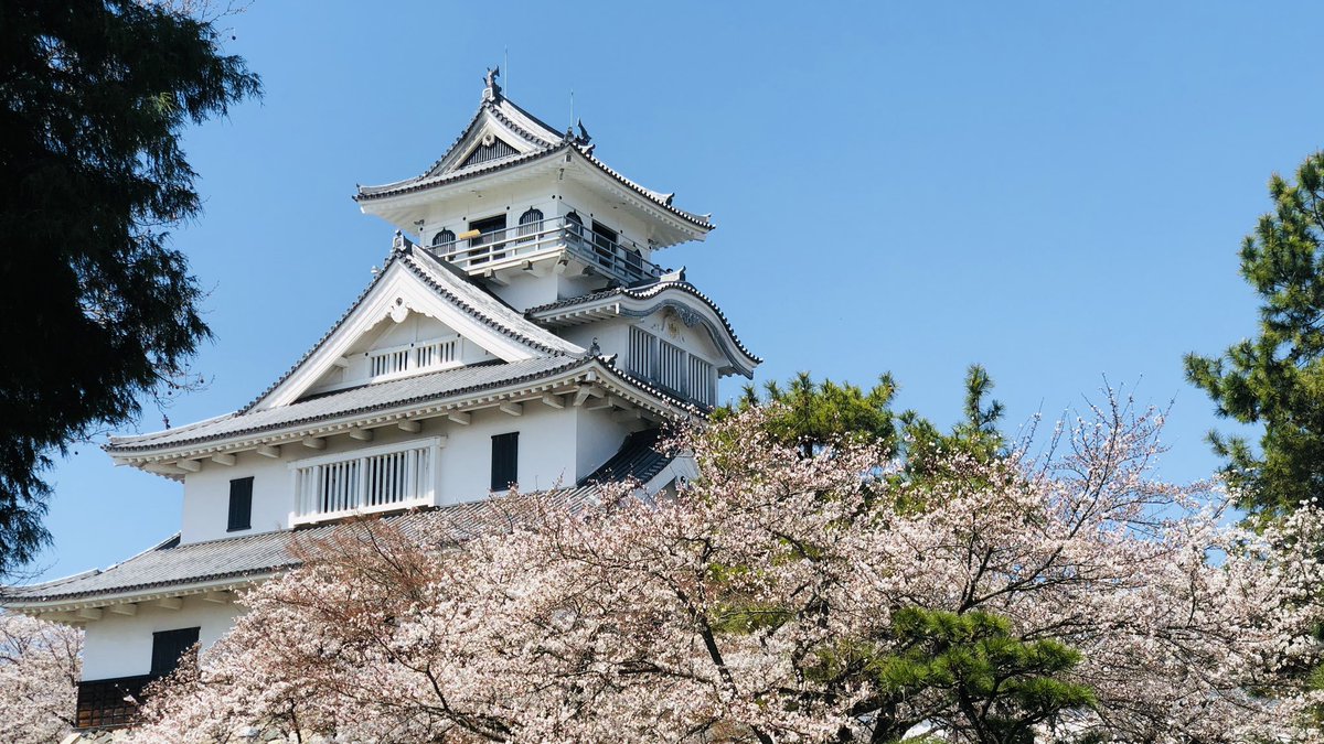 kurokabesquare's tweet photo. 春らしい暖かさを
心地よく感じるようになりました😊

長浜では
豊公園の梅林が見頃を迎え
桜も咲き始めました🌸
　
長浜駅より徒歩5分♪
　
琵琶湖から流れる清々しいそよ風が 
優しく桜の花を揺らしています

黒壁スクエア散策とあわせて
おすすめです✨

#桜 #sakura #黒壁スクエア #春 #長浜 https://t.co/fCBlt0n87l