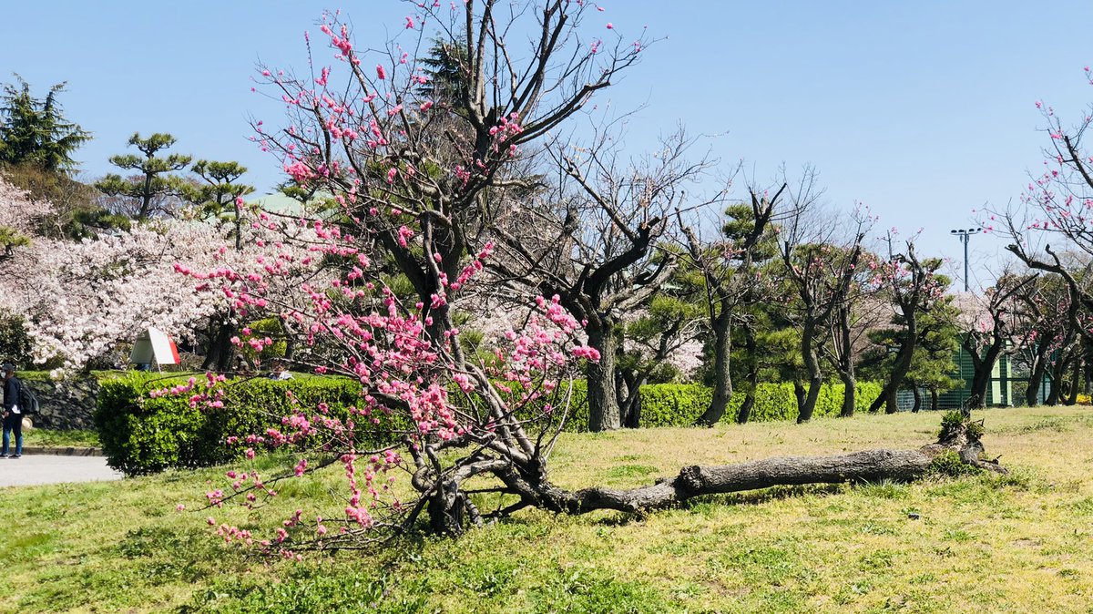 kurokabesquare's tweet photo. 春らしい暖かさを
心地よく感じるようになりました😊

長浜では
豊公園の梅林が見頃を迎え
桜も咲き始めました🌸
　
長浜駅より徒歩5分♪
　
琵琶湖から流れる清々しいそよ風が 
優しく桜の花を揺らしています

黒壁スクエア散策とあわせて
おすすめです✨

#桜 #sakura #黒壁スクエア #春 #長浜 https://t.co/fCBlt0n87l