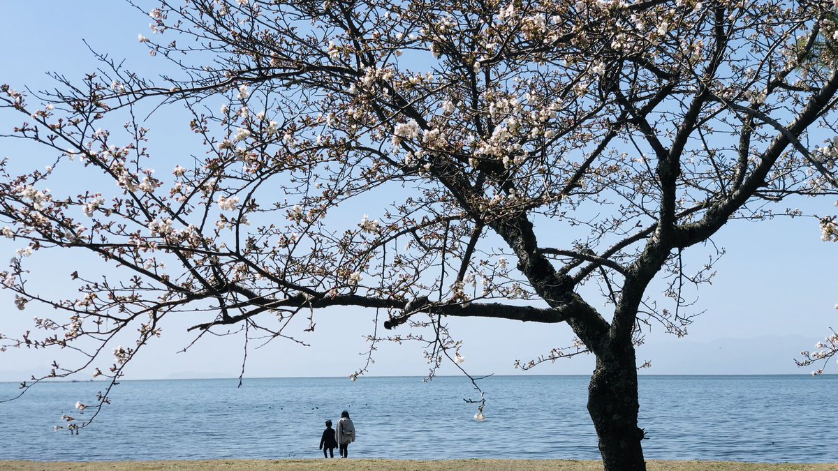 kurokabesquare's tweet photo. 春らしい暖かさを
心地よく感じるようになりました😊

長浜では
豊公園の梅林が見頃を迎え
桜も咲き始めました🌸
　
長浜駅より徒歩5分♪
　
琵琶湖から流れる清々しいそよ風が 
優しく桜の花を揺らしています

黒壁スクエア散策とあわせて
おすすめです✨

#桜 #sakura #黒壁スクエア #春 #長浜 https://t.co/fCBlt0n87l