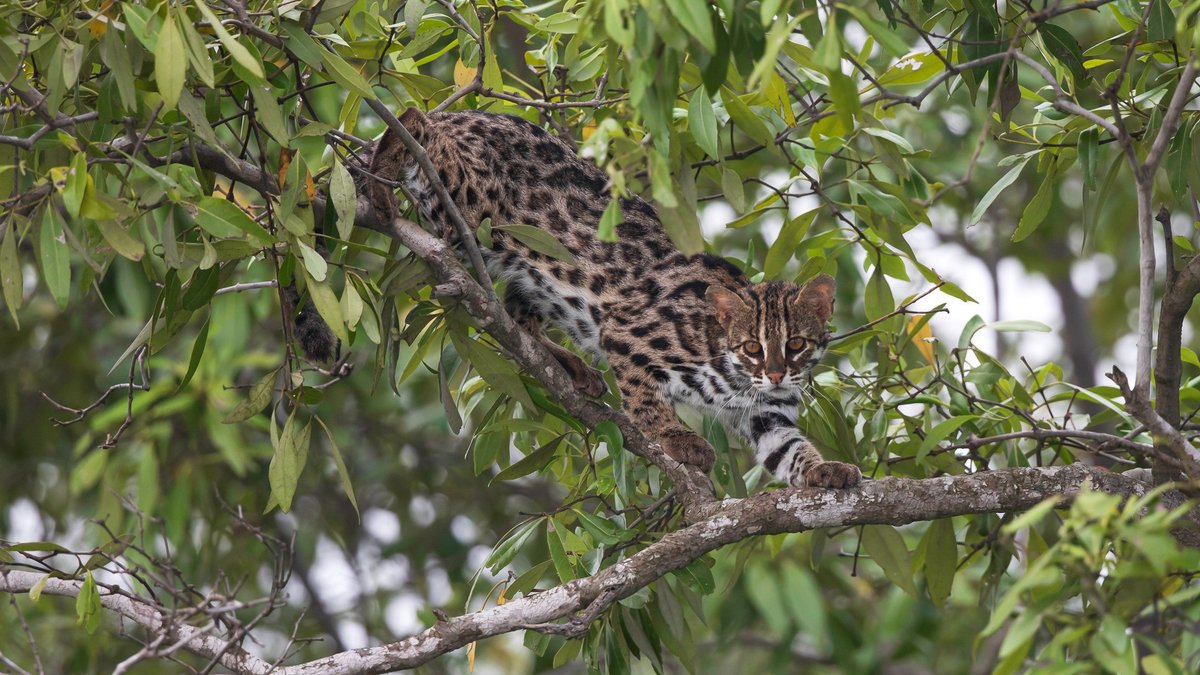 NatureIn_Focus's tweet photo. #FromTheArchives:

#Sundarbans, a #UNESCO World Heritage Site harbours about 248 #bird species, 48 species of #reptiles and 58 species of mammals.

#Wildlife #Photographer Dipankar Mandal shares a complete #travelguide for the region. 

📷 #Leopard #Cat 

https://t.co/tMMKAFgBts https://t.co/kKIOV0pegl