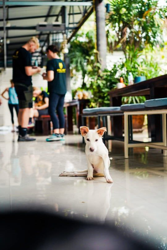 DelReyInu's tweet photo. Say "hello" to Sebastian, the first dog that the $DelRey community is helping. Sebastian is the first of many dogs that the $DelRey community will help.
#ANIMALARMY 🫶 #DELREY
#FLOKI $FLOKI #ELONMUSK #MAYEMUSK https://t.co/n3l3QwR9Dc