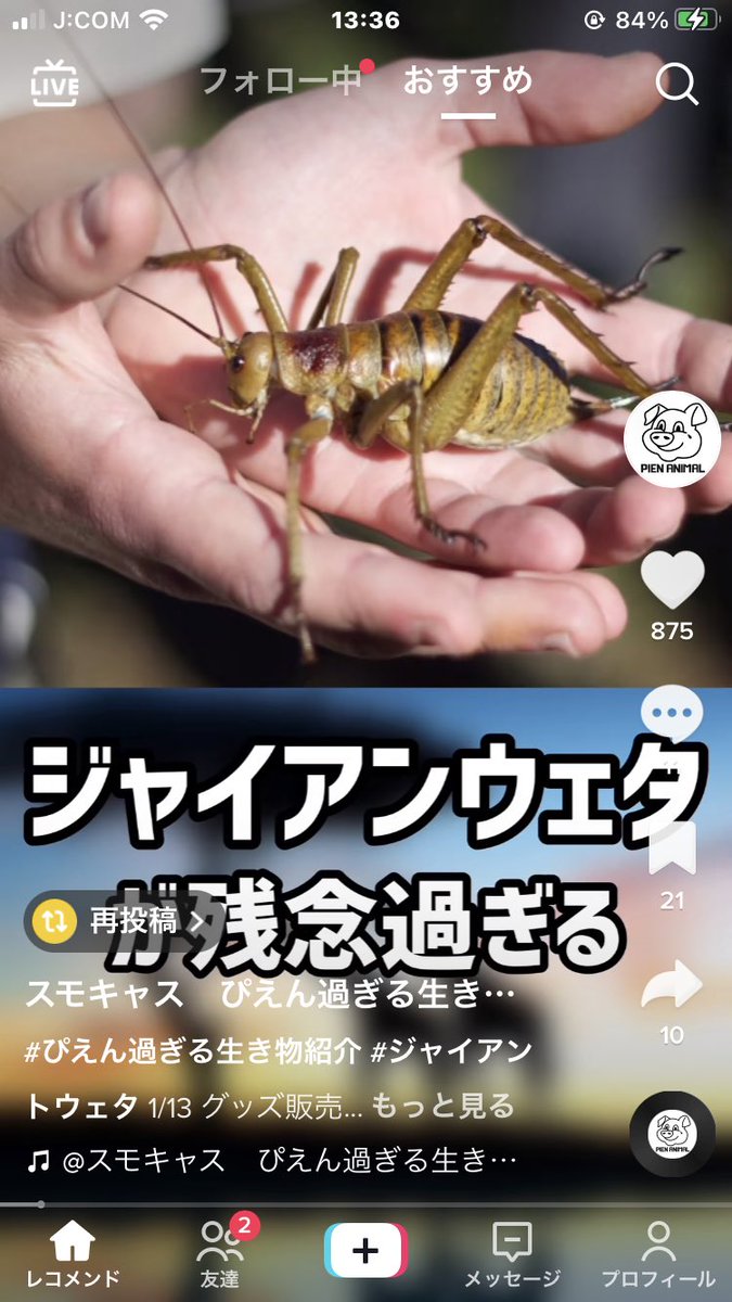 hiroaki_maa's tweet photo. ジャイアントウエタ
なんでこんな名前に？ https://t.co/o1kkbUynI4