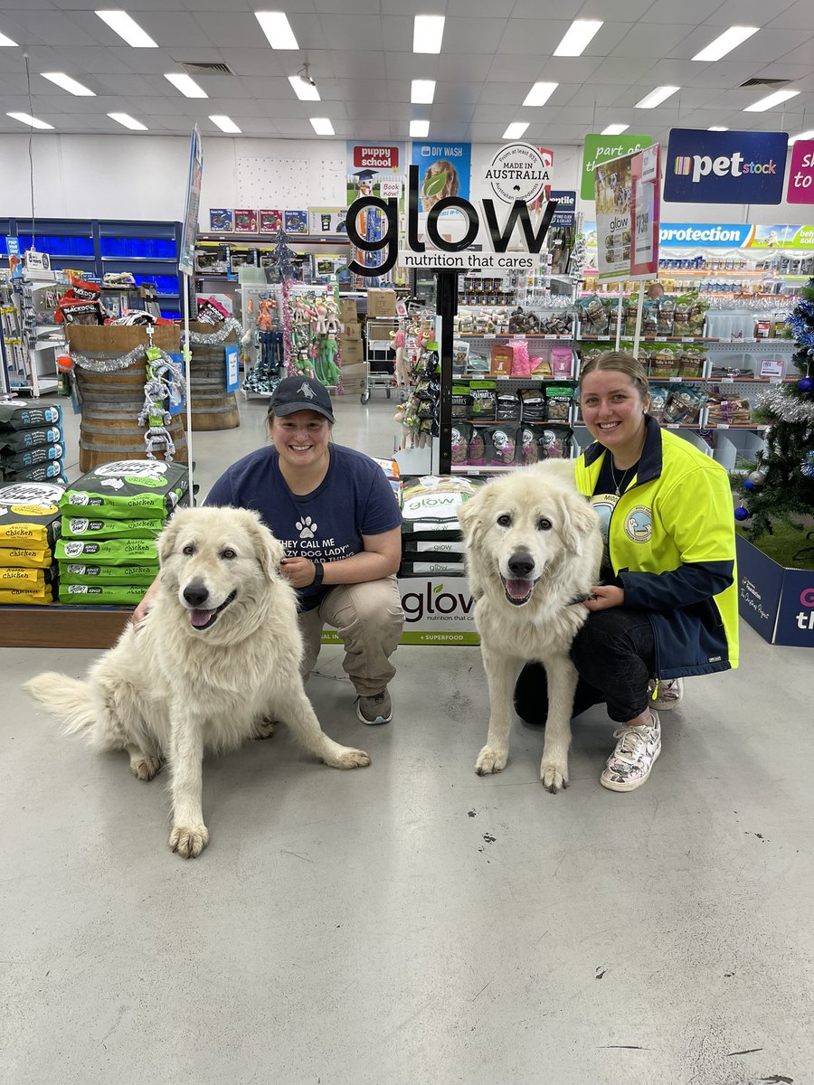 We are grateful for one of our Major Sponsors PETstock Warrnambool and everything they do for the Middle Island Project 🐾🐧 
This includes providing all of the dog food! 🐾 Thank you PETstock (&amp; the Glow range) and Purina ProPlan.

📸 Avis and Amor in store with their handlers.