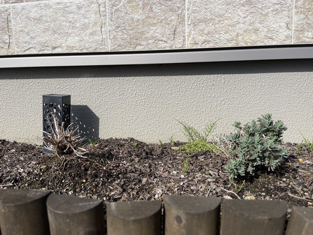 MJ_sandb's tweet photo. 去年同時期に植えた同サイズのイングリッシュラベンダー、
同時期に剪定して冬を越して、最近右だけモリモリしてきた……
左は諦めるべきでしょうか……😫？？

#ガーデニング #ラベンダー #ガーデニング初心者 https://t.co/L01TeDJ0Tr