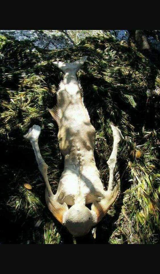 MikeOne34's tweet image. Pou moun ki pat konn #mori yo si n'ap manjel ebyn fòk nou konnen'l👌