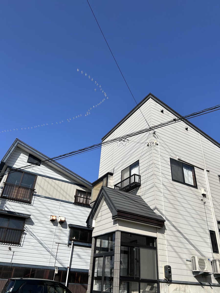 Megu35A's tweet photo. 今朝
真っ青な空に白鳥が列になって飛んで行くところを見ることができました。 https://t.co/kbdNm7kcNl