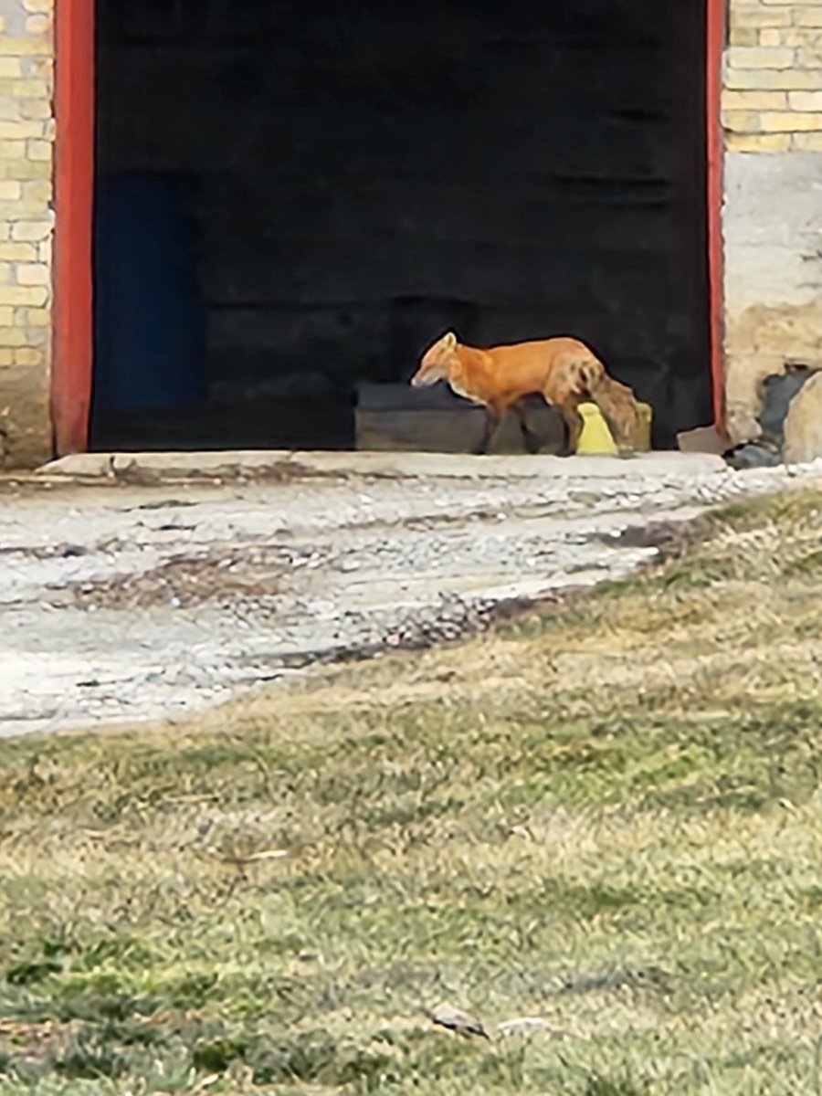 We have seen this fox around the farmstead several times. We are not sure what to make of this.