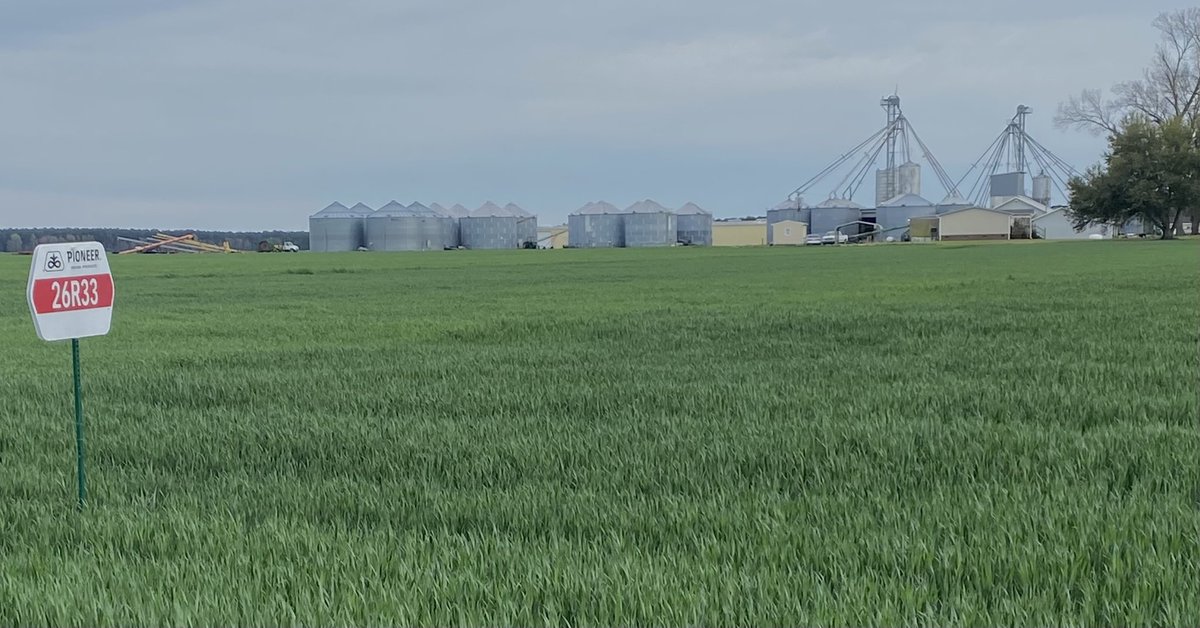 Great looking ⁦<a href="/PioneerSeeds/">Pioneer Seeds U.S.</a>⁩ wheat 🌾 plot at Circle Grove Seeds in Belhaven, NC. ⁦<a href="/CortevaUS/">Corteva U.S.</a>⁩ ⁦<a href="/DarrenArmstron3/">Darren Armstrong</a>⁩