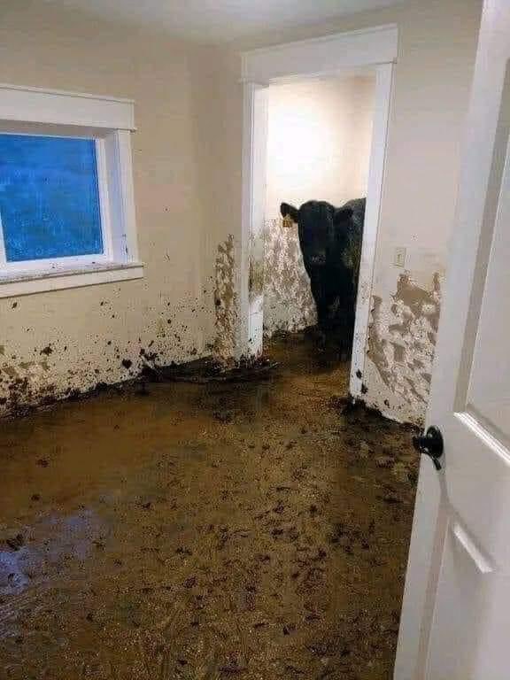 IN MONTANA: A handful of cows found their way into a newly built home and lived in it for a month before being noticed.

The family was moving from Washington. The Aunt was supposed to be checking on the place, but she didn’t. A rancher had filed a report about missing some