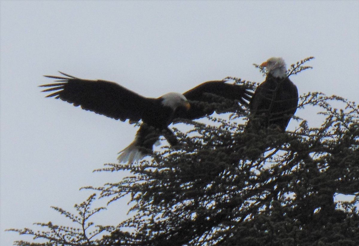 WaParksVisitor's tweet photo. Of all the bald eagle photos I have taken, this photo is one of my all-time favorites.  Took this photo a couple summers ago at Green Lake Park, #Seattle.  #photography #photographer #wildlifephotography #NaturePhotography #PNW @SeattleParks https://t.co/5TDN3DJPfv