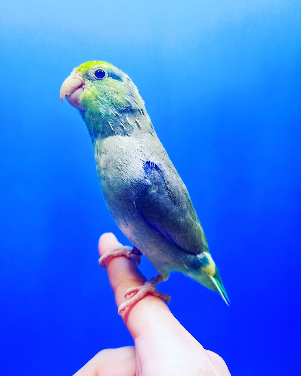 PaxMule's tweet photo. Finally a proper picture of the actual size of #Apollo! 

#skinnychicken #aboutfullgrown #stillloud #smallestparrot #parrotlet #birb https://t.co/GhyFuFqGoA