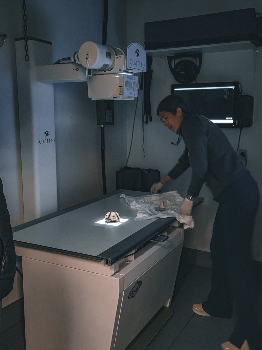 yukonberingia's tweet photo. We're excited to share a few pictures of a ~30,000 year old arctic ground squirrel. We were able to get some incredible x-rays of the squirrel's remains. You’ll be able to see this incredible specimen on display at the Beringia Centre very soon! #MuseumMonday #IceAge #fossil https://t.co/txXlW0Qu5Y