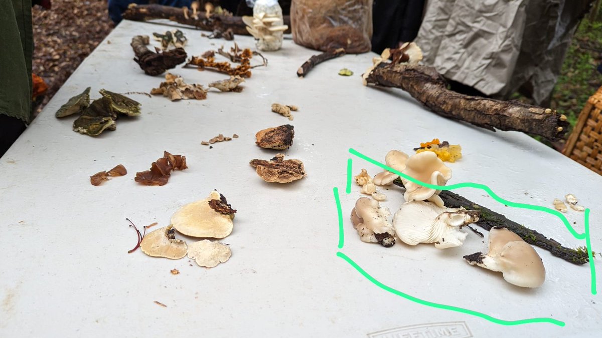 Logan Ward tweet media