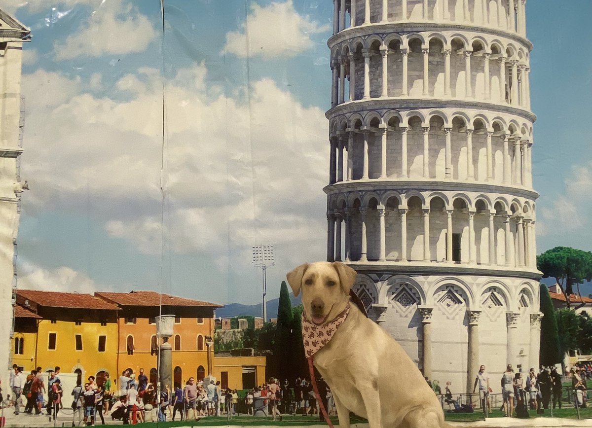 BellaExplora's tweet image. I inadvertently leaned back on the tower, and everyone started to panic 😱

Apologies to the people of Pisa