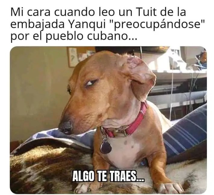 📌A pesar de las alergias de algunos jjj😎
#CubaGanó 

🚨¿Copiaste?🇨🇺