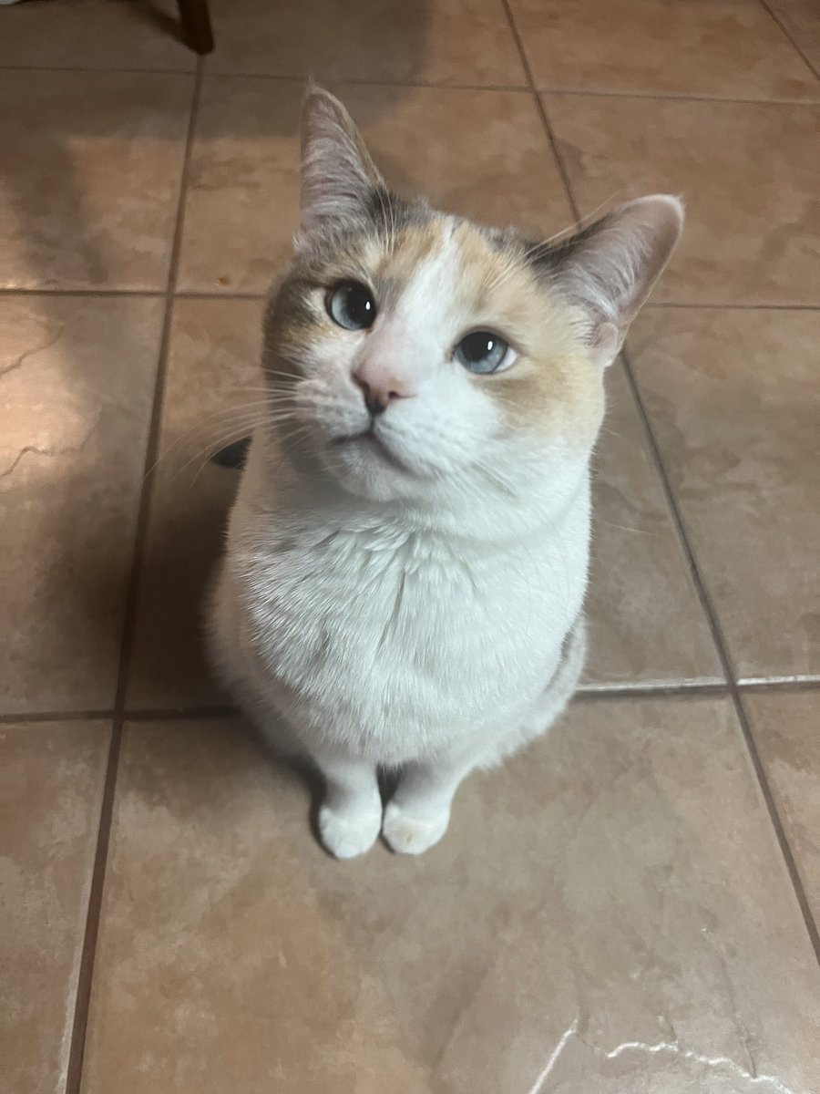 fatfatpankocat's tweet photo. https://t.co/YYA2QAGISE