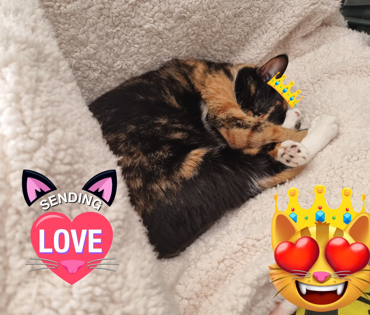 Happy #ToebeansTuesday, everyone! 🐾💖🐾 Aroura 👑 loves her #catnaps 🐾😻👑😻🌸🐾 #CatsOfTwitter #CalicoCrew #CatsAreFamily #catlife #CatsOnTwitter #cats