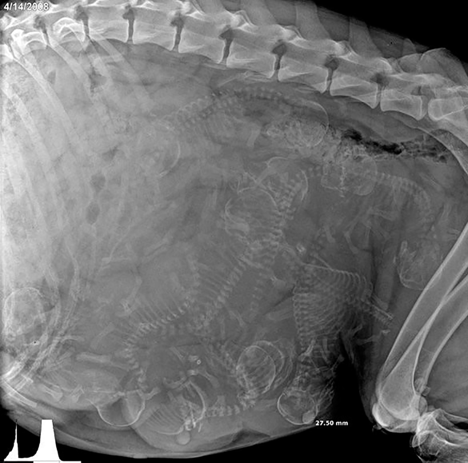 packthecool's tweet photo. ภาพ x-ray หมาท้อง 🥺 กูคิดว่ากินก้างปลาทอด https://t.co/O6YRhKJs6J