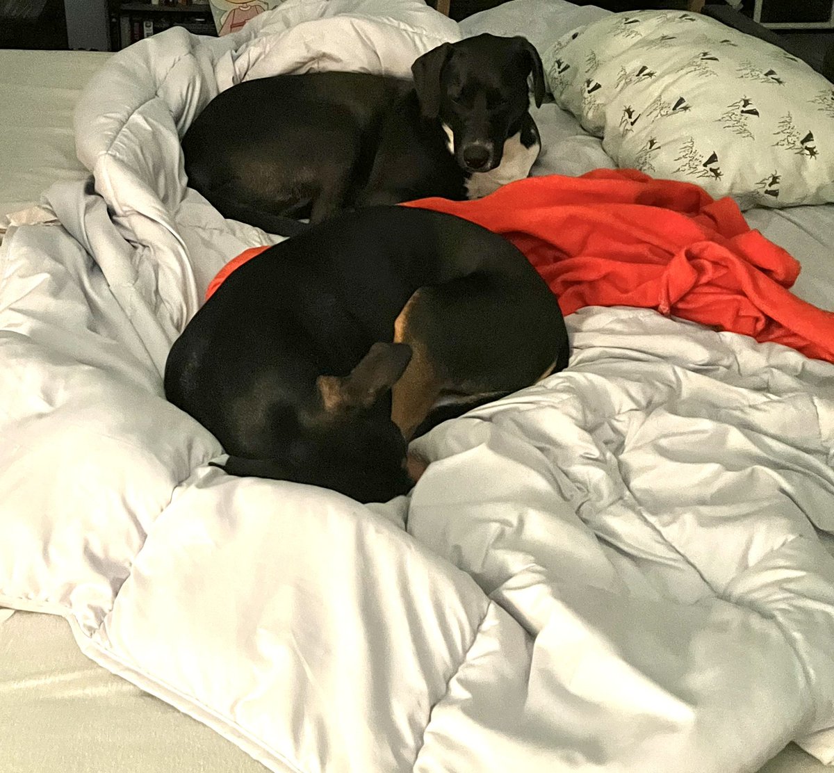 Relaxing tonight with these 2 fur babies as we unwind from the day. #HCSelfCare <a href="/TiffCooper123/">Tiffany Cooper</a> <a href="/ms_nlee/">Nicki Lee</a> <a href="/HortonsCreekES/">Hortons Creek ES</a>