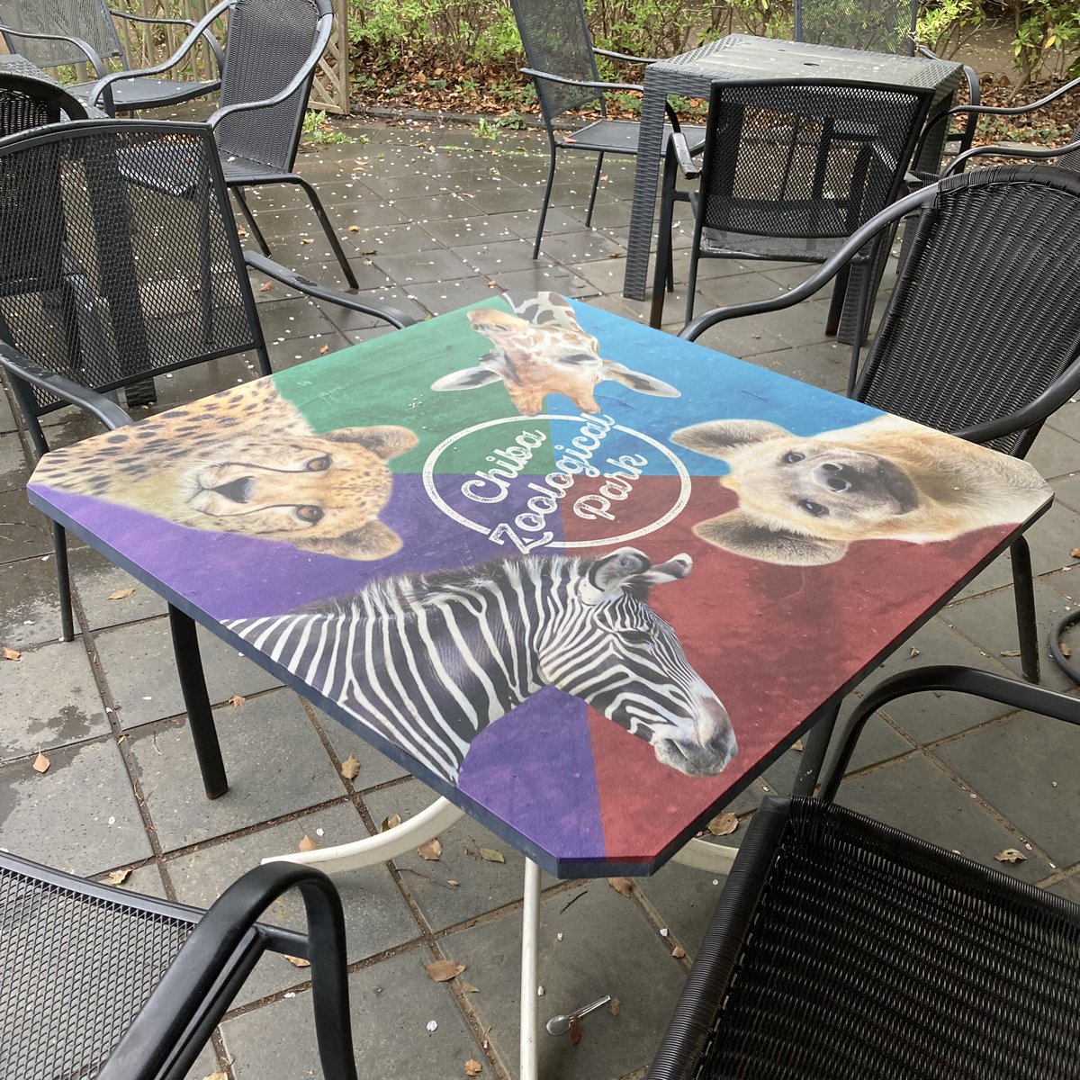 chibazoo1985's tweet image. 皆様からお声頂いていた
「#森のレストラン 」テラステーブルデザイングッズ
第一弾❣️仕上がりました～✨✨😊

テーブルと同じ2種類をご用意。
う～ん🐆🦍🌸🌸
とてもシックで、どちらも欲しくなるかも～🥰

ぜひぜひお手にとってご覧くださいませ～

#千葉市動物公園
#オリジナル
#ハンカチ