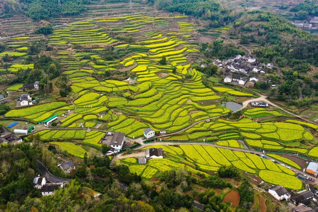 jiangyi0708's tweet photo. 大堰油菜花海上线，俯瞰如油画：奉化大堰镇西畈村，梯田状的油菜花已进入盛放期，一层层如链似带、层层叠叠。 https://t.co/UcEyZp8zPe
