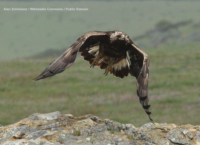 Prof. Katie Hinde on Twitter "Next Up 1seed Golden Eagle (Aquila