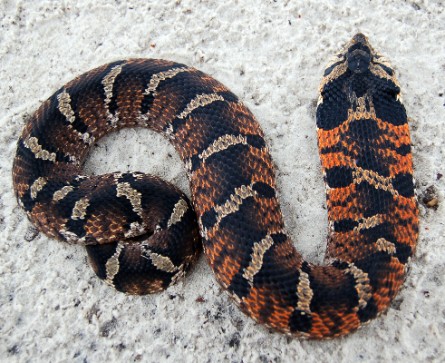 RecklessRexpert's tweet photo. The color pattern of the eastern hognose snake (Heterodon platirhinos) varies greatly, mostly by region. These four snakes from Georgia, North Carolina, Florida, and Massachusetts are all eastern hogs. #snekfacts #herpfacts https://t.co/VZtGVOrnhk