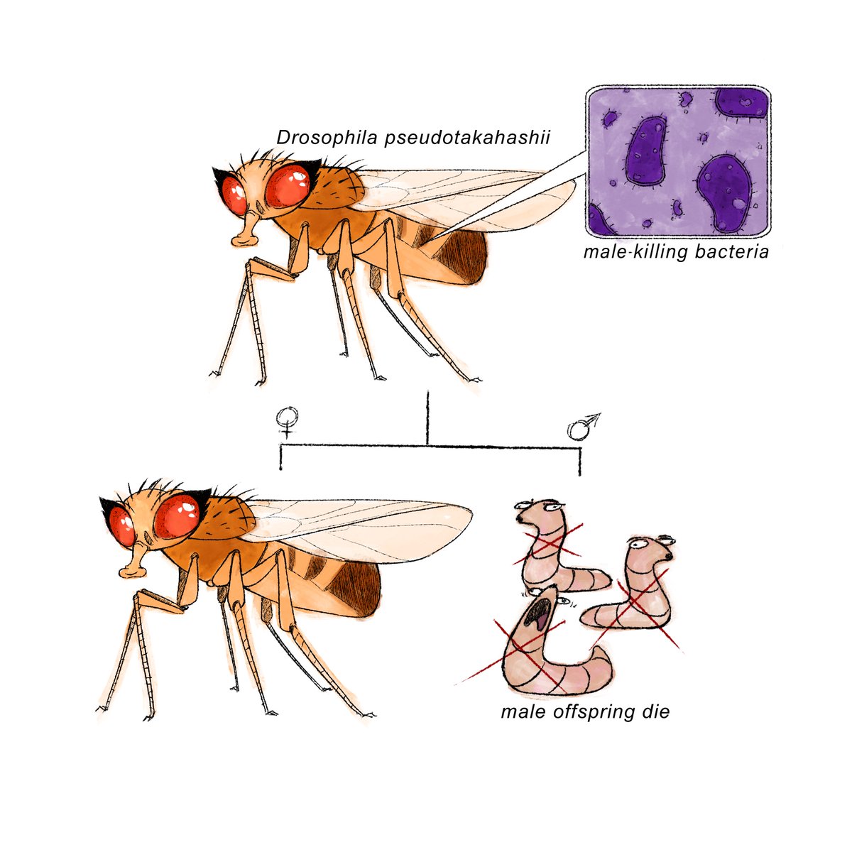 A short thread on our recent study on male-killing Wolbachia in flies. Artwork by @Novatank monsternova.art Paper: journals.plos.org/plosbiology/ar… Blog post: pursuit.unimelb.edu.au/articles/the-f…