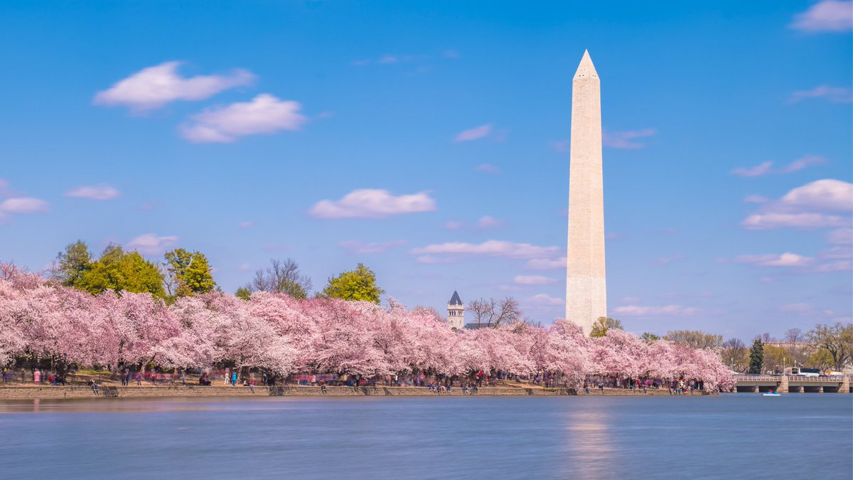 HipMamasPlace's tweet photo. Looking to see the cherry blossoms in #WashingtonDC this #Spring? 🌸🌸🌸 Check out: Cherry Blossoms in Washington, DC: A Guide to the Annual Festival and Tips for Visitors HERE: https://t.co/T6Sv7oKxuu #CherryBlossoms #WashingtonDC #DCblogger #Travel #travelgram  #DMV #festival #hipmamasplace #CherryBlossomFest