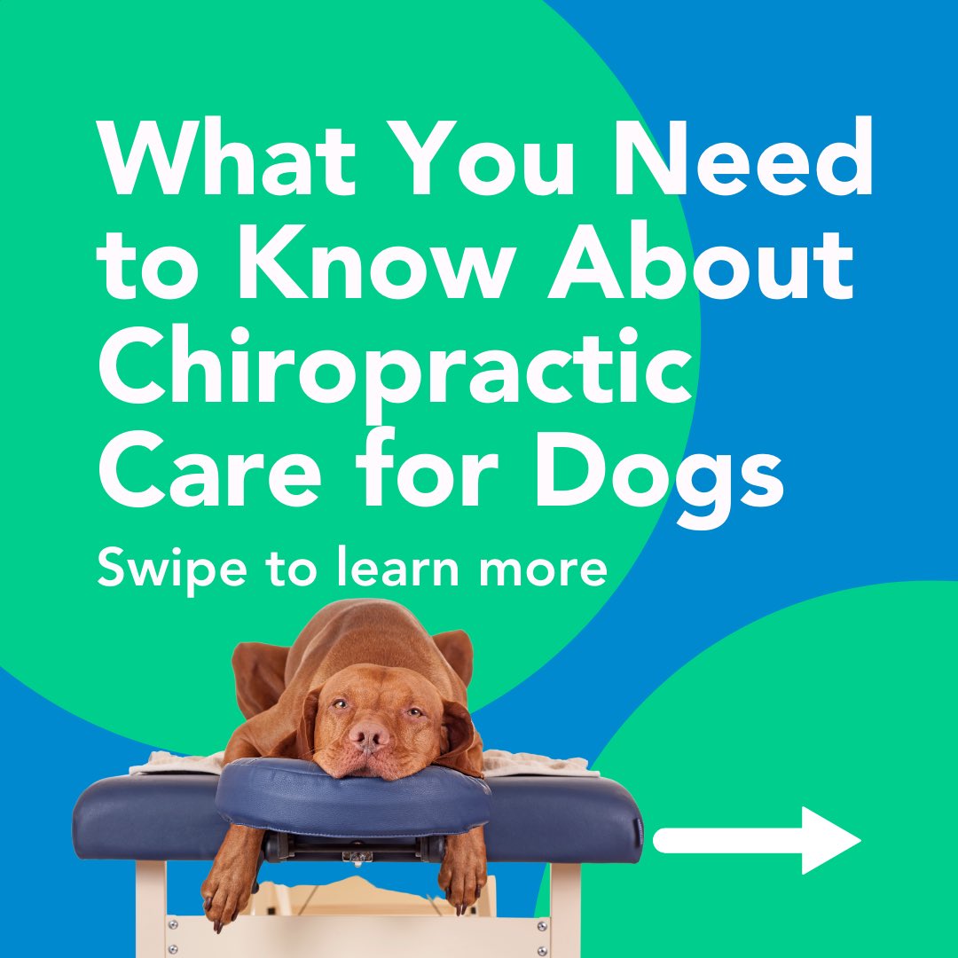 PetHealthExpo's tweet photo. Did you know that chiropractic treatment is an effective technique to treat spinal disorders for your dog🐶? Make sure your dogs keep healthy!
.
.
.
 #pet #doglife #happydog #dogoftheday #love #dogs #doglover #doglovers #pets #healthydog  #pethealthexpo #pethealthexpola https://t.co/Gc8erCLYwD