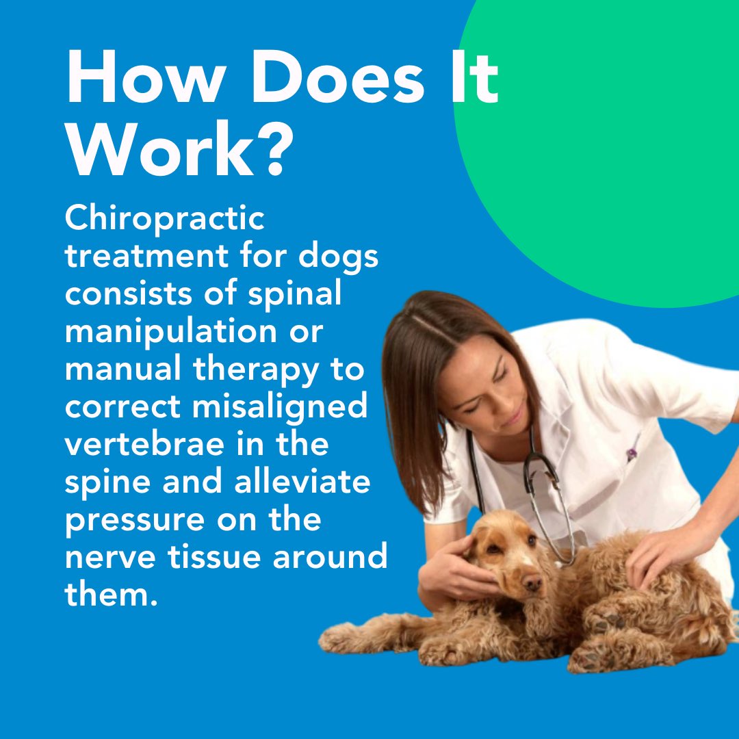 PetHealthExpo's tweet photo. Did you know that chiropractic treatment is an effective technique to treat spinal disorders for your dog🐶? Make sure your dogs keep healthy!
.
.
.
 #pet #doglife #happydog #dogoftheday #love #dogs #doglover #doglovers #pets #healthydog  #pethealthexpo #pethealthexpola https://t.co/Gc8erCLYwD