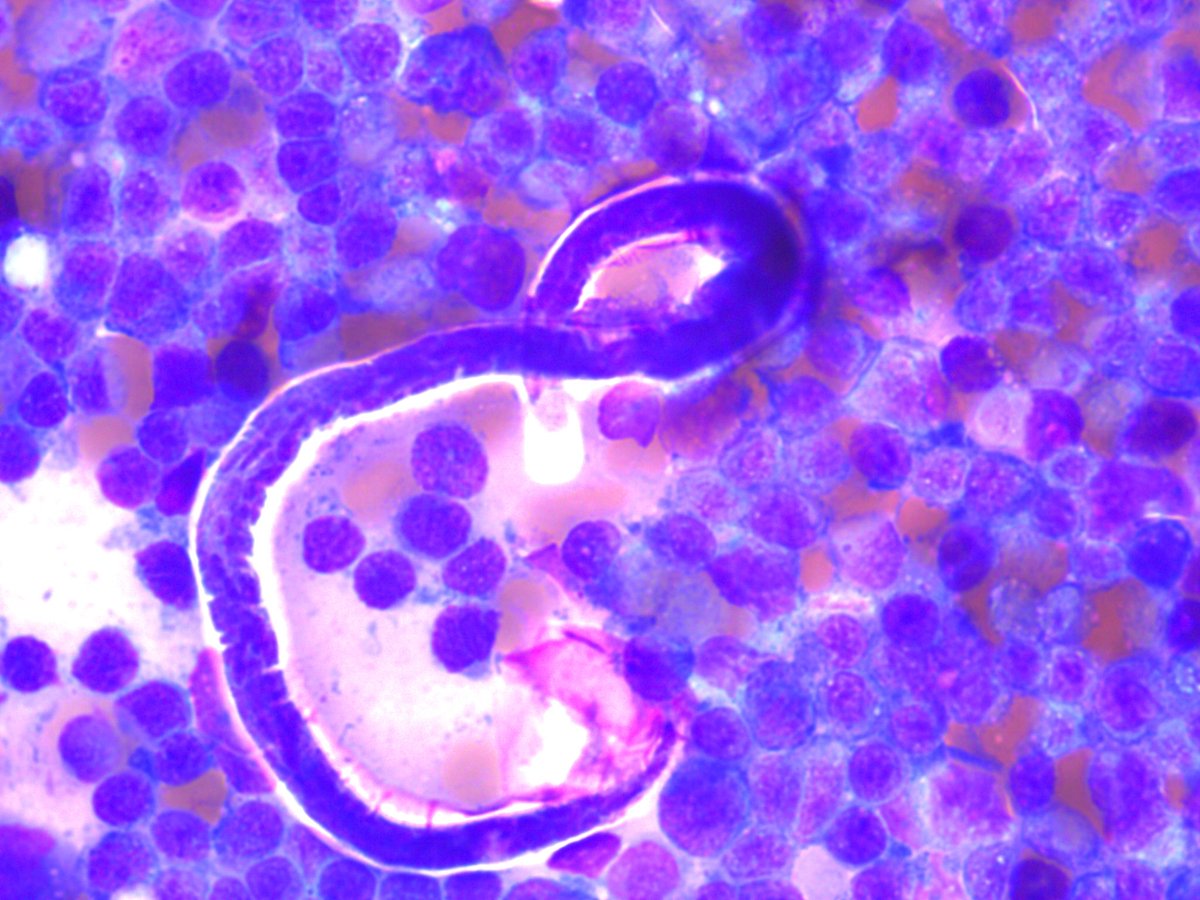 Rosliakova Elena tweet media