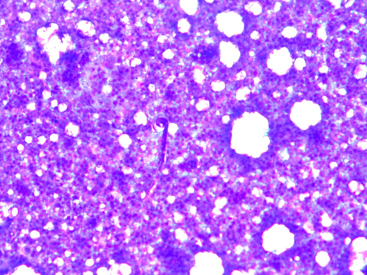 Rosliakova Elena tweet media