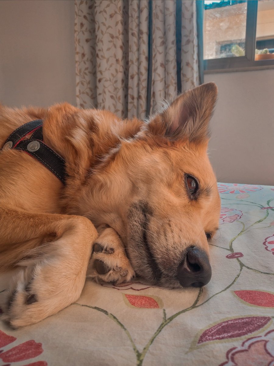 sarasharon's tweet photo. CLASSIFIQUE O SEU PET

raça: viralata
nome: Dory
beleza: infinito/10
inteligência: 7/10 se faz de sonsa
raiva: 8/10 estressada e pistola
já mordeu alguém: sim, EU
gosta de passear: odeia e muito
apelido: pinxeja, cabeçuda, feiosa https://t.co/onvu05JO1G
